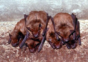 Cats hats and more bats appear Cats hats and more bats appear